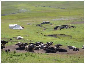 Yaks hoog in de bergen