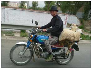 op de motorfiets met twee schapen