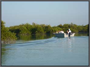 Jarizeh-ye Qeshm eiland: vaart door de mangrovenbossen