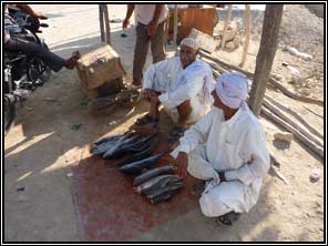 Jarizeh-ye Qeshm eiland: verkoop van tonijn
