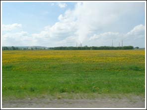 Velden met paardenbloemen