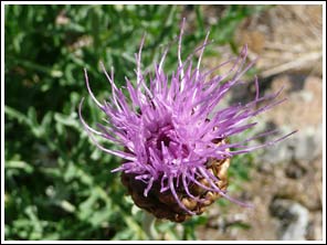 distelbloem op eiland Olchon