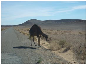 dromedaris in de buurt van Tazzarine