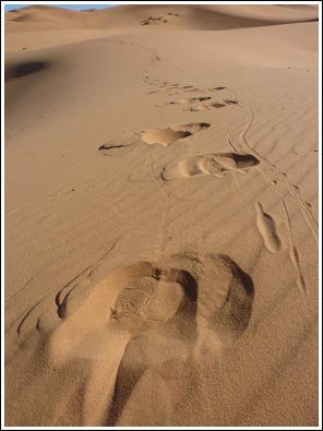 voetafdruk van een dromedaris
