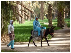 palmentuin van oase Gheris bij Goulmima
