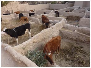 vee op de binneplaats van kasbah Goulmima